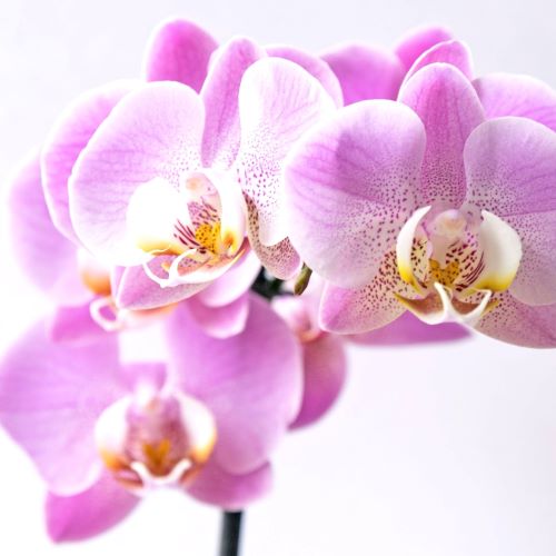 Enlightened Orchid