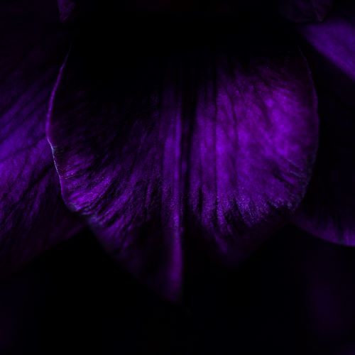 Viola Sweetgrass